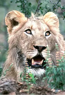 Twala Trust Asbl: LION - male roaring