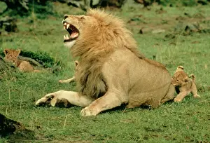 Lion - male roaring, with cub biting rump