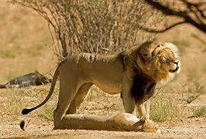 Shakes: Lion - male shakes his head whilst standing over