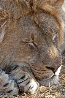 Lion - male sleeping