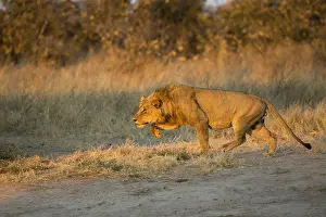 150818: Lion - male stalking at sunrise - Botswana, Africa