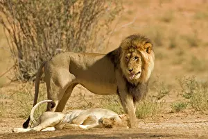 Submissive: Lion - male standing above the female after mating