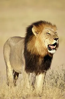 Vocalising: Lion - Male standing in grass