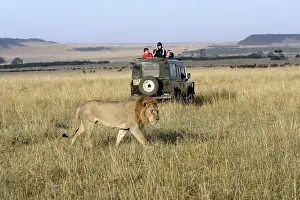 Massai: Lion - male, being watched by tourists in vehicle