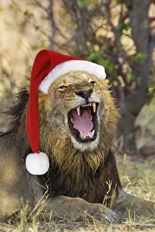 161118: Lion, male, wearing Christmas hat, Santa Roars