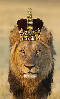 Everyday: Lion, male wearing crown