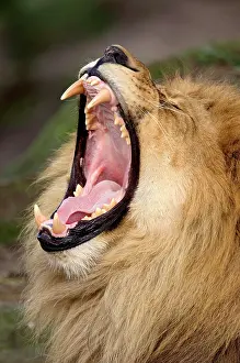 Opened: Lion, male, yawning