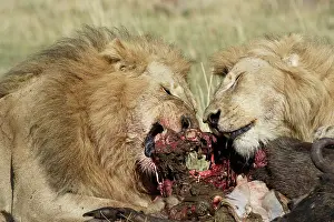Massai: Lion - two males feeding on kill