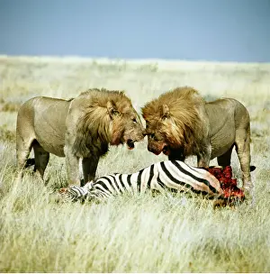 LION - two males at zebra carcass