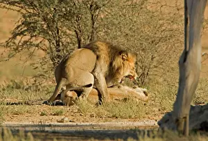 Twisting: Lion - mating pair - the male snarls with the female