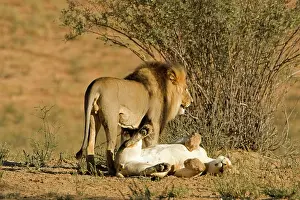 Submissive: Lion - mating pair - the male standing over the