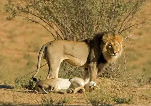 Submissive: Lion - mating pair - the male standing over the