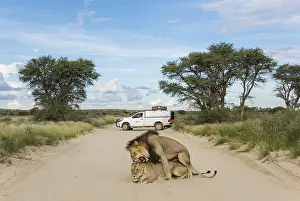 Tours: Lion - mating pair on a road - behind them a tourist