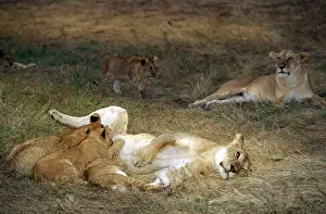 Suckle: Lion - mother feeding young