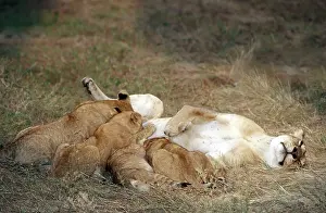 Suckle: Lion - mother feeding young