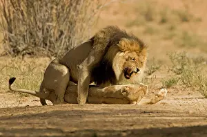 Growling: Lion - pair mating with the male snarling and biting