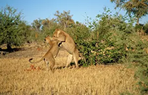 Ingrid Van Den Berg: LION - pair play-fighting