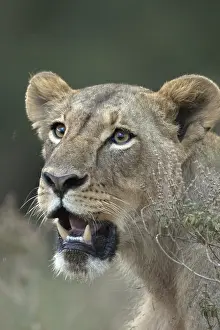 Shock: Lion, Pantera leo, female, Nairobi national park, Kenya