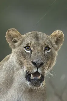 Shock: Lion, Pantera leo, female, Nairobi national park, Kenya