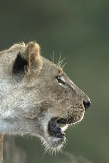Lionesses: Lion, Pantera leo, female, Nairobi national park, Kenya