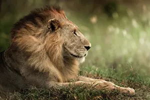 Tsavo: Lion (Panthera leao) King's profile, Tsavo National