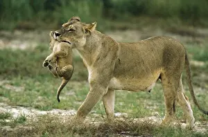 Lions: Lion (Panthera leo)