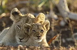 Mpumalanga: Lion (Panthera leo) adult and cub portrait, Sou