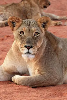 Tswalu: Lion (Panthera leo), adult, female, alert, portrait