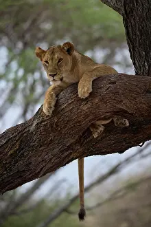 Tarangire: Lion (Panthera leo), adult, female, lying attentively