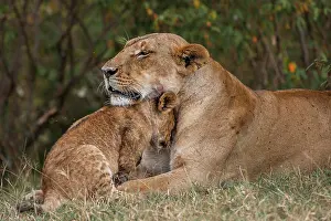 Nuzzling: Lion (Panthera leo), adult female with cub, nuzzling