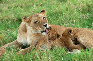 Lionesses: Lion (Panthera leo), adult female licking cub, Masai