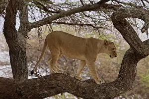Tarangire: Lion (Panthera leo), adult, female, standing on