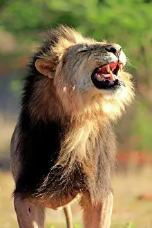 Facial: Lion (Panthera leo), adult, male, flehming, Tswalu