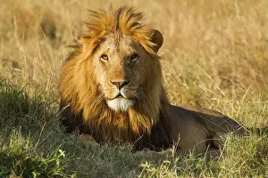 Triangle: Lion