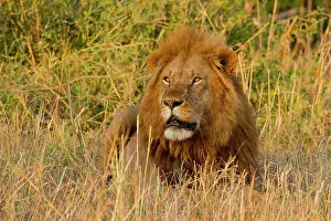 Triangle: Lion