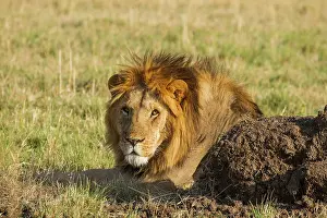 Triangle: Lion