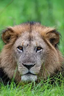 Elizabeth: Lion (Panthera leo) adult male lying in the grass