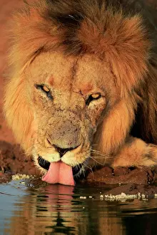 Tswalu: Lion (Panthera leo), adult, male, portrait, at the