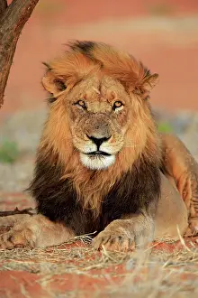 Tswalu: Lion (Panthera leo), adult, male, portrait, alert