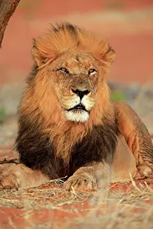 Tswalu: Lion (Panthera leo), adult, male, portrait, alert