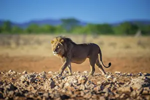 Approaching: Lion (Panthera leo) approaching a waterhole, etosha
