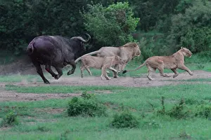 Pursue: Lion (Panthera leo) and Buffalo (Syncerus caffer)