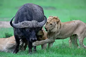 Caffer: Lion (Panthera leo) and Buffalo (Syncerus caffer)