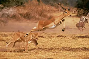 Leaping: LION, Panthera leo - Chasing impala, Aepyceros melampus