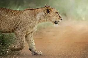 Tsavo: Lion (Panthera leo) Cub discovering new roads, Tsavo