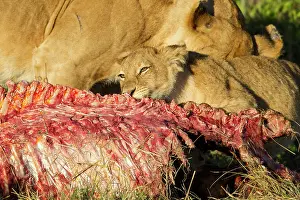 Kill: Lion