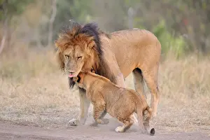 Felids: Lion