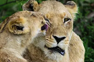 Cleanse: Lion (Panthera leo) cub grooming a lioness. MalaMala