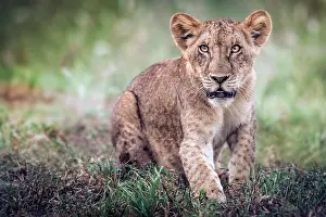 Tsavo: Lion (Panthera leo) Cub hunting tests, Tsavo National