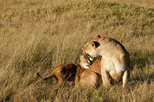 Interacting: Lion